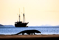 Komodo dragon (Varanus komodoensis) male, silhouetted on remote beach at sunset, with live-aboard tourist boat in the background, Komodo Island, Komodo National Park, Indonesia. Endangered.
