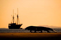 Komodo dragon (Varanus komodoensis) male, silhouetted on remote beach at sunset, with live-aboard tourist boat in the background, Komodo Island, Komodo National Park, Indonesia. Endangered.