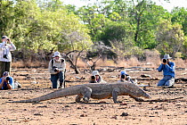 Komodo dragon (Varanus komodoensis) male, on beach with tourists taking photographs in background, Komodo Island, Komodo National Park, Indonesia. Endangered.