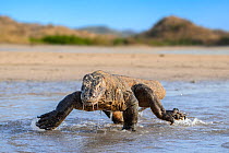 Komodo dragon (Varanus komodoensis) male, running along shore line on remote beach at low tide, Komodo Island, Komodo National Park, Indonesia. Endangered.