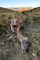 Guanaco (Lama guanicoe) carcass killed by Puma (Puma concolor patagonica) on hillside, Torres del Paine National Park, Patagonia, Chile.
