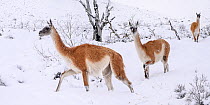 Guanacos (Lama guanicoe) walking through charred forest in deep snow near Lago Pehoe, Torres del Paine National Park, Patagonia, Chile.