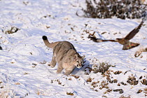 Puma (Puma concolor) cub, aged nine months, chasing scavenging White-throated Caracaras (Phalcoboenus albogularis), Torres del Paine National Park / Estancia Laguna Armarga, Patagonia, Chile.
