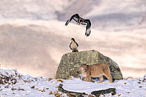 Puma cub (Puma concolor), aged nine months, on snow-covered hillside with two White-throated caracaras (Phalcoboenus albogularis), perched on rock and in flight above, Torres del Paine National Park /...