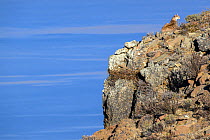 Puma (Puma concolor) female, resting on rocky ledge overlooking Lake Sarmiento, Torres del Paine National Park / Estancia Laguna Armarga, Patagonia, Chile.