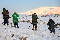 Four tourists photographing Puma (Puma concolor) female, with cub, aged nine months, feeding on Guanaco (Lama guanicoe) carcass, Torres del Paine National Park / Estancia Laguna Armarga, Patagonia, Ch...