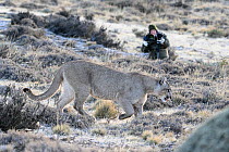 Tourist photographing Puma (Puma concolor) female, Torres del Paine National Park / Estancia Laguna Armarga, Patagonia, Chile.