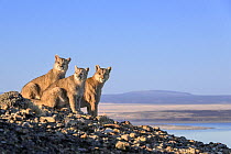Puma (Puma concolor) female, with two cubs, aged six months, sitting on on rocky outcrop overlooking Lake Sarmiento, Torres del Paine National Park / Estancia Laguna Armarga, Patagonia, Chile.