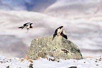 Two White-throated caracaras (Phalcoboenus albogularis) perched on rock in deep snow and in flight, Torres del Paine National Park / Estancia Laguna Armarga, Patagonia, Chile.