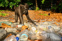 Sulawesi black macaque / Celebes crested macaque (Macaca nigra) investigating pile of plastic bottles washed up on the beach, Tangkoko National Park, northern Sulawesi, Indonesia. Critically endangere...
