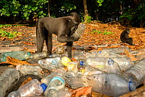 Sulawesi black macaque / Celebes crested macaque (Macaca nigra) investigating pile of plastic bottles washed up on the beach, Tangkoko National Park, northern Sulawesi, Indonesia. Critically endangere...