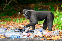 Sulawesi black macaque / Celebes crested macaque (Macaca nigra) investigating pile of plastic bottles washed up on the beach, Tangkoko National Park, northern Sulawesi, Indonesia.