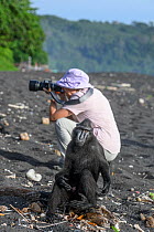 Sulawesi black macaque / Celebes crested macaque (Macaca nigra) sitting next to tourist taking photographs on black sand beach, Tangkoko National Park, northern Sulawesi, Indonesia. Critically endange...