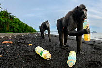 Two Sulawesi black macaques / Celebes crested macaques (Macaca nigra) walking along black sand beach investigating plastic soft drinks bottle washed up on beach, Tangkoko National Park, northern Sulaw...