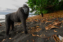 Sulawesi black macaque / Celebes crested macaque (Macaca nigra) male, walking on volcanic black sand beach with tourists in the background. Tangkoko National Park, northern Sulawesi, Indonesia. Critic...