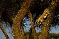 Leopard (Panthera pardus) female, descending from Acacia (Acacia sp.) tree in evening light, Serengeti / Ngorongoro Conservation Area, Tanzania.