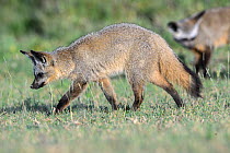Two Bat-eared foxes (Otocyon megalotis) searching for dung pats, Ndutu area, Serengeti / Ngorongoro Conservation Area, Tanzania.