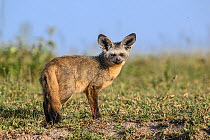 Bat-eared fox (Otocyon megalotis) at entrance to den, Ndutu area, Serengeti / Ngorongoro Conservation Area, Tanzania.