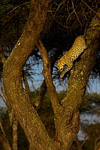 Leopard (Panthera pardus) female, descending from Acacia (Acacia sp.) tree in evening light, Ndutu area, Serengeti / Ngorongoro Conservation Area, Tanzania.