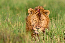 Lion (Panthera leo) male, resting in long grass, with large head wound - probably from fight with African buffalo (Synceros cafer), Ndutu area, Serengeti / Ngorongoro Conservation Area, Tanzania.