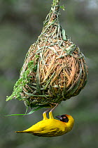 Vitelline masked weaver (Ploceus vitellinus) male, building nest, hanging from tree, Ndutu area, Serengeti / Ngorongoro Conservation Area, Tanzania.