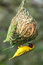 Vitelline masked weaver (Ploceus vitellinus) male, building nest, hanging from tree, Ndutu area, Serengeti / Ngorongoro Conservation Area, Tanzania.