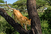Lion (Panthera leo) female, climbing down tree branch, near Ndutu, Ngorongoro Conservation Area / Serengeti National Park border, Tanzania.