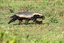Honey badger (Mellivora capensis) with predated chick in  mouth taken from a nest, Ndutu area, Serengeti / Ngorongoro Conservation Area, Tanzania.