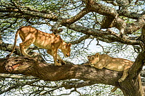 Lion (Panthera leo) female, resting in tree during middle of day to escape the heat with juvenile male Lion approaching, near Ndutu, Ngorongoro Conservation Area / Serengeti National Park border, Tanz...