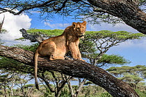 Lion (Panthera leo) male, juvenile, resting in tree during middle of the day to escape the heat, near Ndutu, Ngorongoro Conservation Area / Serengeti National Park border, Tanzania.