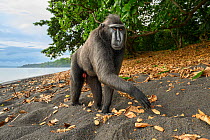 Sulawesi black macaque / Celebes crested macaque (Macaca nigra) male, walking on volcanic black sand beach, Tangkoko National Park, northern Sulawesi, Indonesia. Critically endangered.