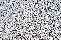 Common starlings (Sturnus vulgaris) large murmuration gathering before landing at winter roost, The Netherlands. Vogelwarte Photo Competition 2022 - Emotion category - Finalist