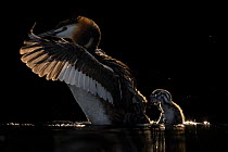 Great crested grebe (Podiceps cristatus) shaking chick from its back on lake, Valkenhorst nature reserve, Valkenswaard, The Netherlands. May. BioPhoto International Nature Photography Competition 2022...
