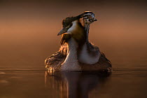 Great crested grebe (Podiceps cristatus) carrying chick on its back to keep it warm, Valkenhorst Nature Reserve, Valkenswaard, The Netherlands, May. Vogelwarte Photo Competition 2022 -  Birds categor...