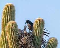Harris' hawk (Parabuteo unicinctus) chicks on nest at top of a Saguaro cactus (Carnegiea gigantea) confronted by Raven (Corvus sp.) attempting to raid the nest, Sonoran Desert, Arizona, USA. May.