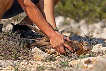 European honey buzzard (Pernis apivorus) adult, being released in autumn after suffering multiple gunshot wounds in spring, bird fitted with satellite tracker, Siggiewi, Malta, September, 2020. Photo...