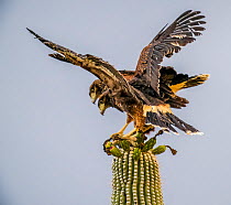 Two Harris' hawks (Parabuteo unicinctus) juveniles, perched side by side on top of a Saguaro cactus (Carnegiea gigantea), Sonoran Desert, Arizona. June.