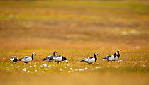 Flock of Barnacle geese (Branta leucopsis) feeding.  Adventdalen valley, Svalbard, Norway. August.