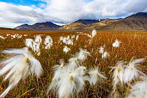 Arctic cotton grass (Eriophorum callitrix) in Adventdalen valley.  Svalbard, Norway