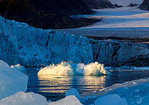 Kittiwakes (Rissa tridactyla) resting on iceberg.  Lilliehook glacier, Svalbard, Norway. August.