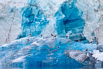 Juvenile Kittiwakes (Rissa tridactyla) resting on iceberg.  Lilliehook glacier, Svalbard, Norway. August.