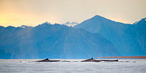 Three Blue whales (Balaenoptera musculus) at sea surface.  Forlandsundet fjord, Svalbard, Norway. August.