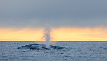 Blue whale (Balaenoptera musculus) at sea surface, with pronounced blow.  Forlandsundet fjord, Svalbard, Norway. August.
