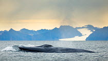 Blue whale (Balaenoptera musculus) at sea surface.  Forlandsundet fjord, Svalbard, Norway. August.