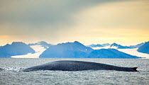 Blue whale (Balaenoptera musculus) at sea surface.  Forlandsundet fjord, Svalbard, Norway. August.