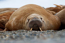 Walrus (Odobenus rosmarus) lying on its stomach, resting.  Svalbard, Norway. August.