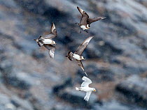 Three Arctic skuas (Stercorarius parasiticus) chasing Kittiwake (Rissa tridactyla) to steal food.  Svalbard, Norway. August.   (medium repro only)