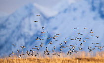 Flock of Snow buntings (Plectrophenax nivalis) flying during spring migration.  Andoya, Vesteralen archipelago, Norway. March.