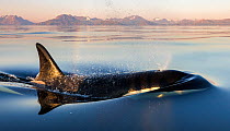 Wide angle of Killer whale (Orcinus orca) at sea surface.  Troms, Norway. June.
