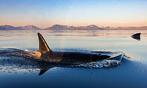 Wide angle of Killer whale (Orcinus orca) at sea surface.  Troms, Norway. June.